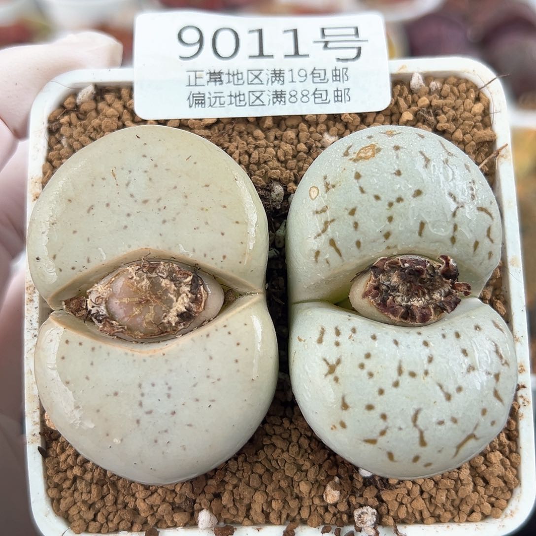 9011六年大白两颗5cm