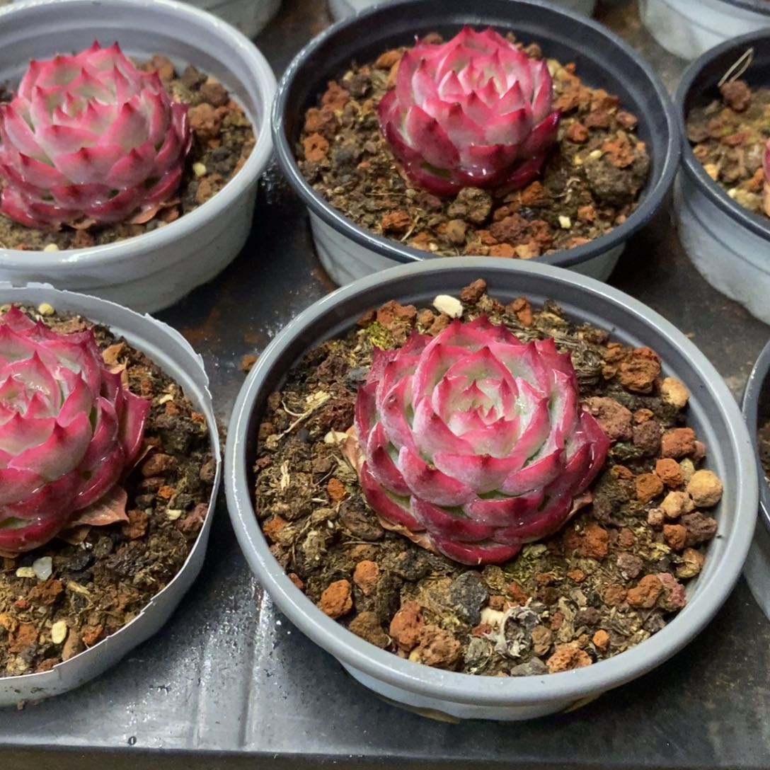 110。侧影。福利多多