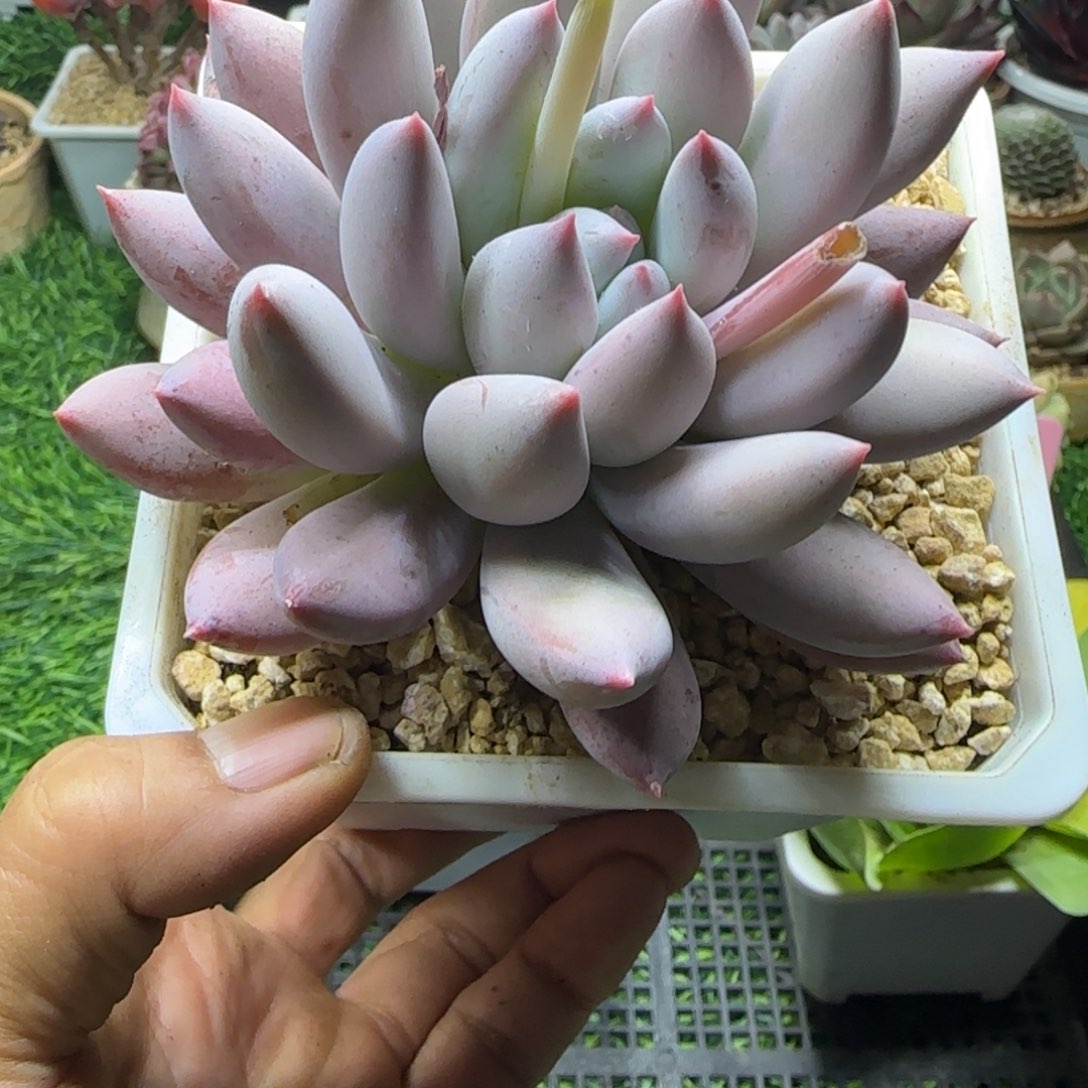 锦安精品多肉编号247