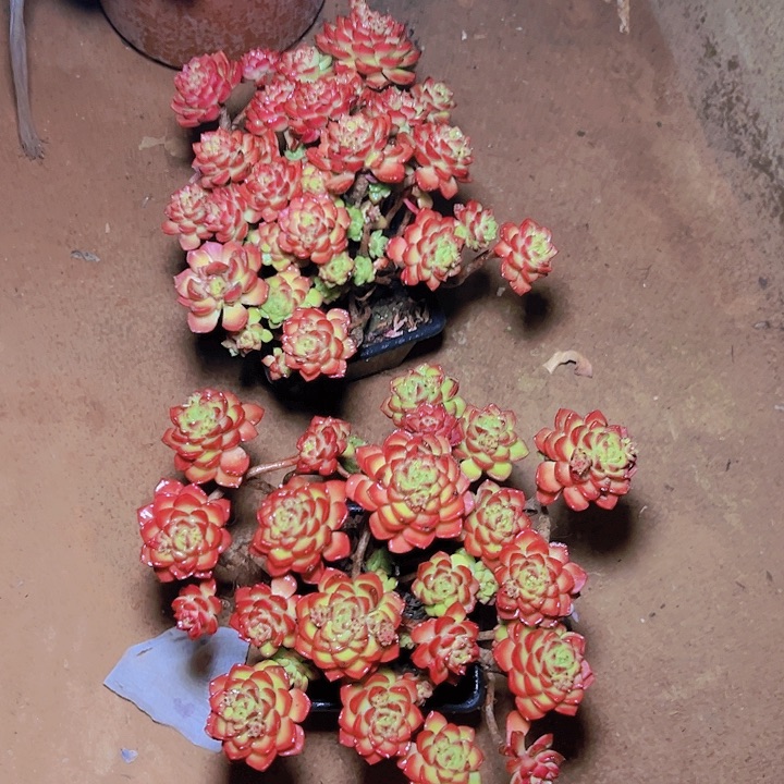 蒂亚2盆 带盆带土发货