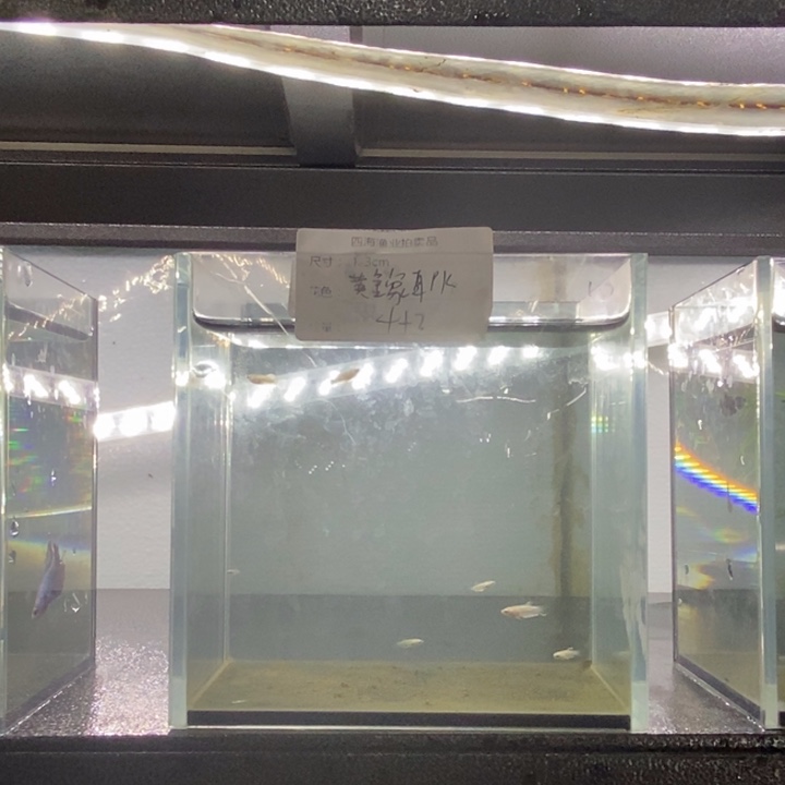 斗鱼包活不包损所见即所得495