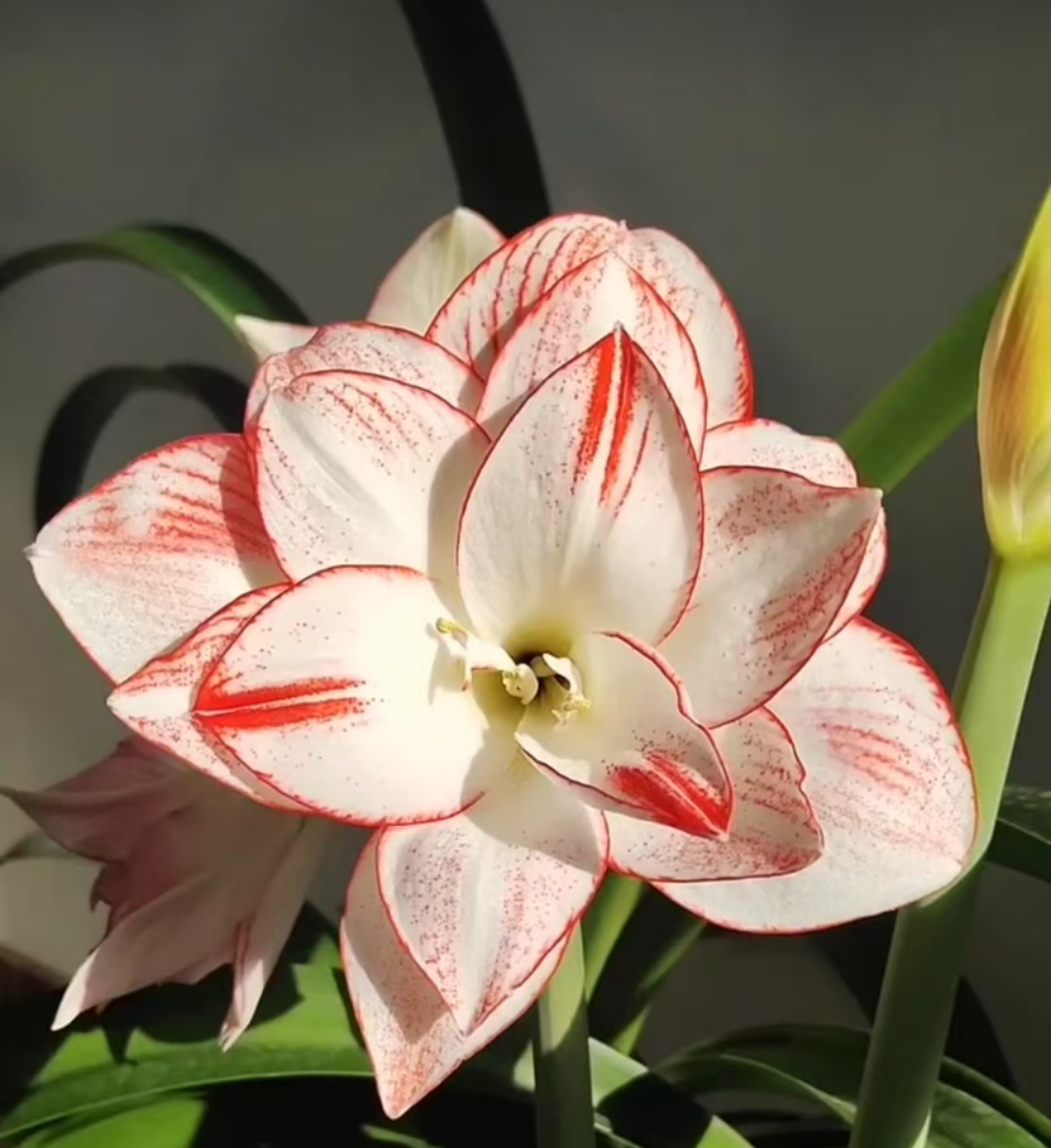 朱顶红-迪卡之星4厘米，一颗不包邮特大号