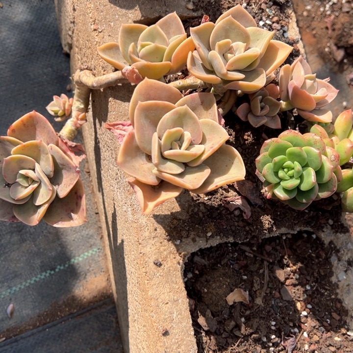 赫氏处理脱土发货