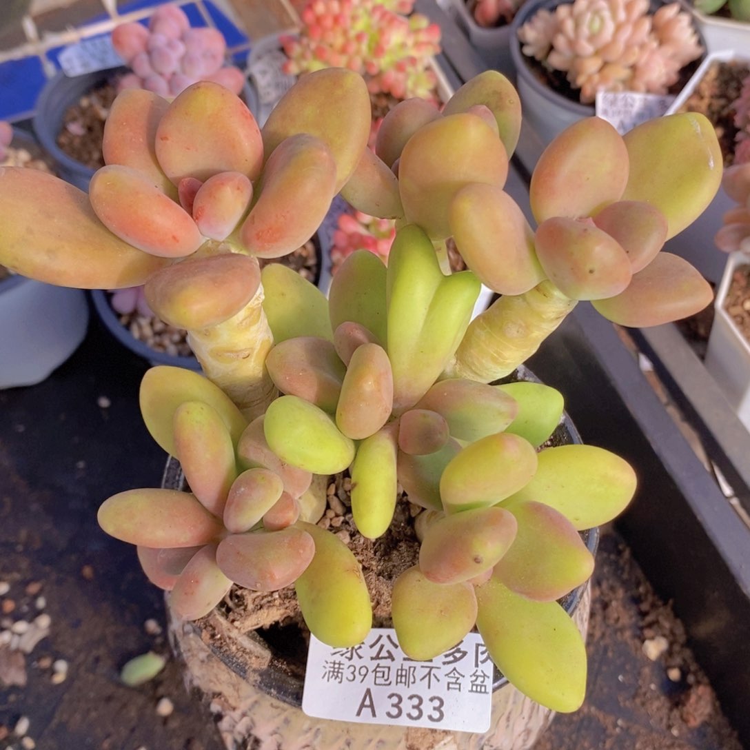 芒果奶老桩12cm333多肉植物