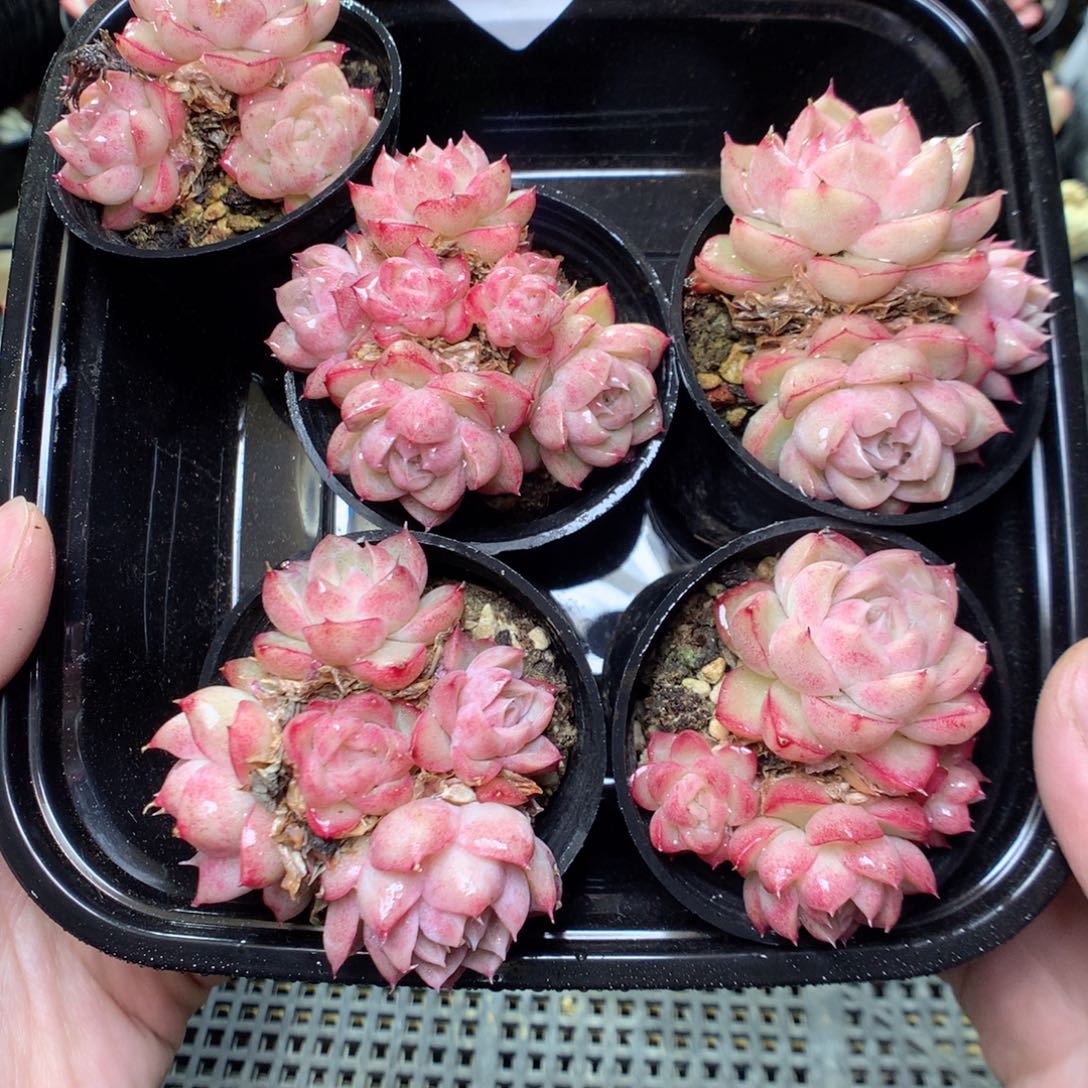 T12y y y y y y y y y y