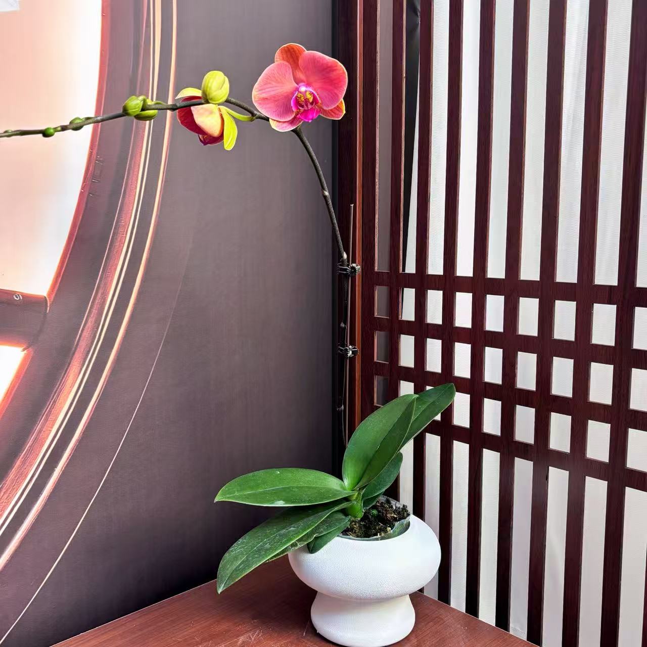 【华尔兹】 3.0寸 精品蝴蝶兰 开花带花苞 花卉基地直发