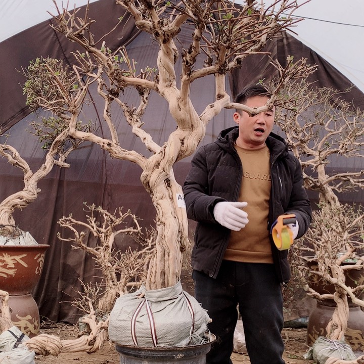 老***五全部花朵金银花888888