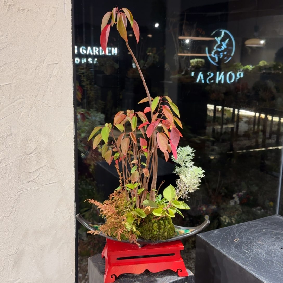 全部花朵山野草日本盆器