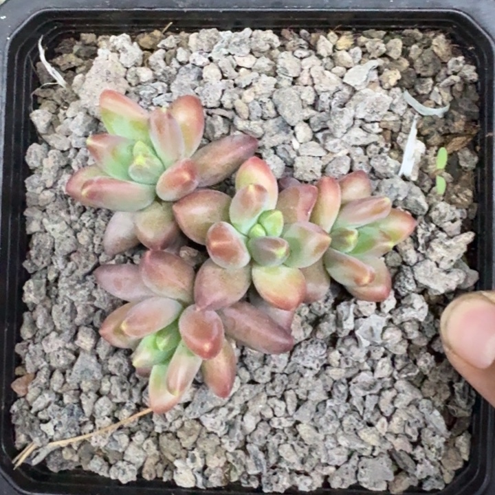 美人杂交 一物一拍