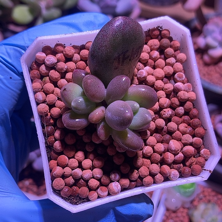 元***糖加菲猫锦多肉植物