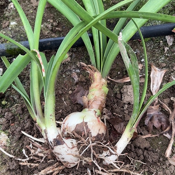 无花朵迪卡荣耀七厘米带测包对版