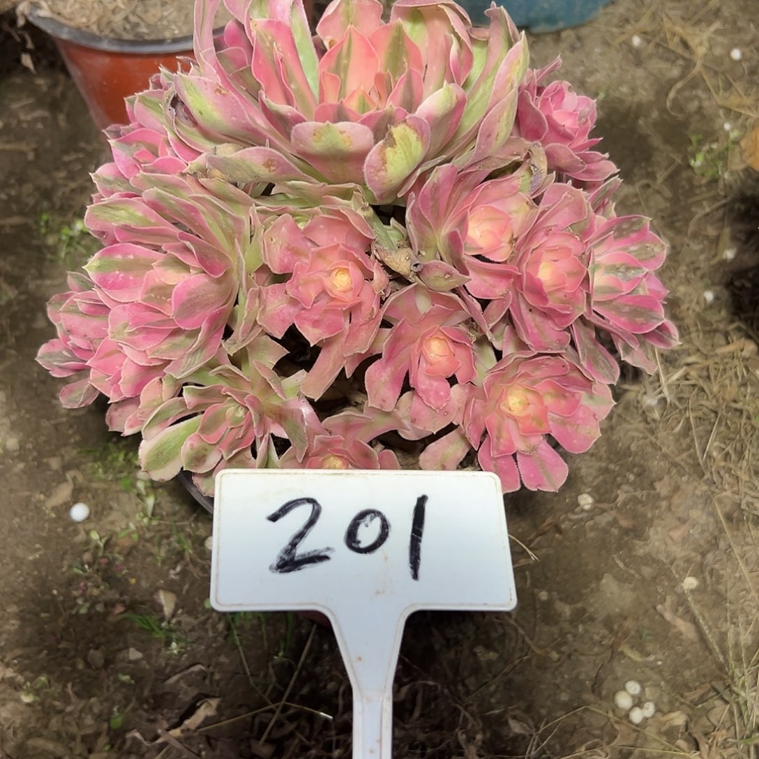 多肉植物粉女巫法师201