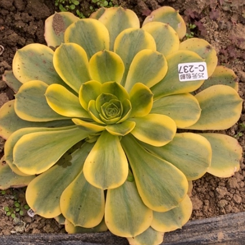 237香炉盘黄锦满25包邮多肉