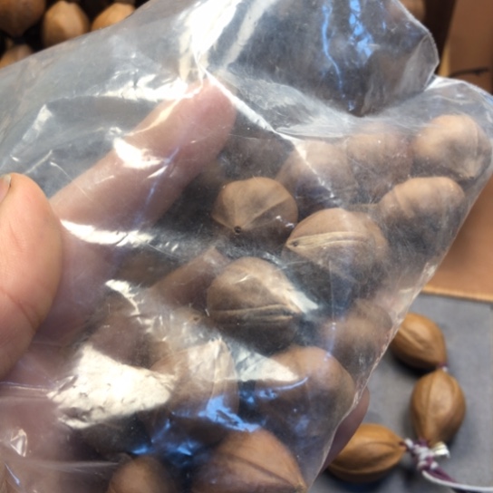 橄榄核手串/手链?****?2.1，888888