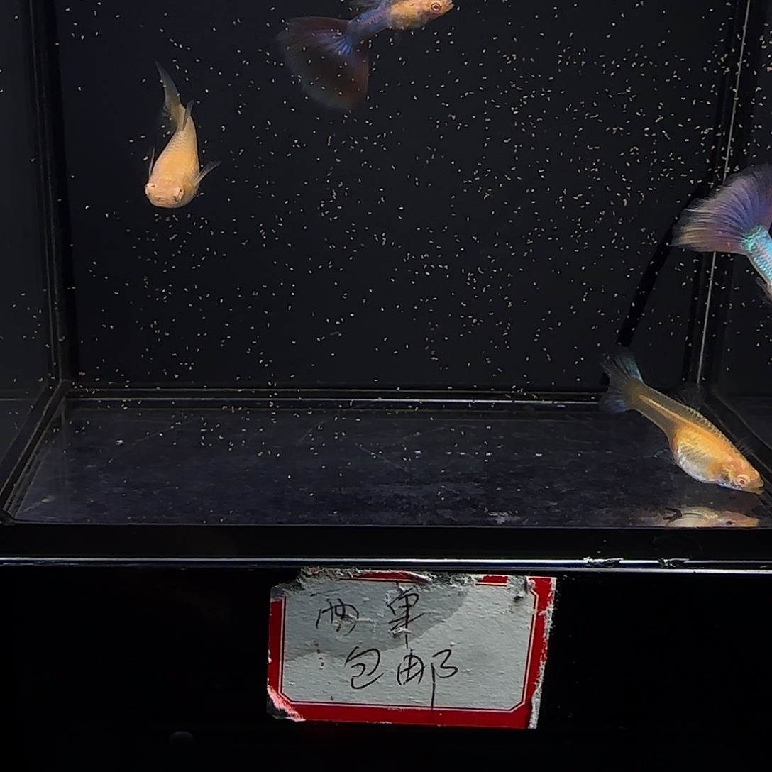 孔雀鱼天使彩虹两对