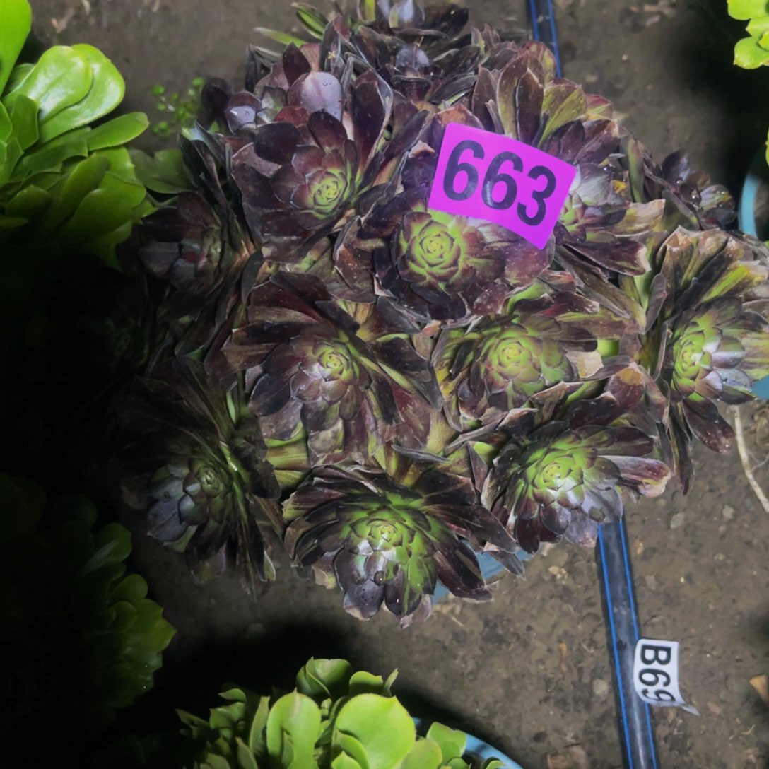 墨染法师28//////55包邮