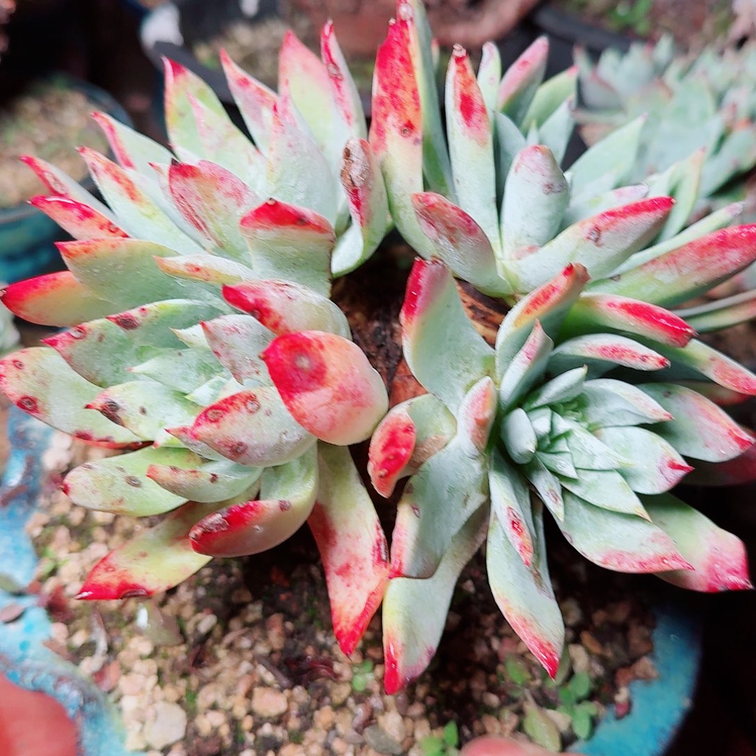 6441牡丹苹果叶多肉