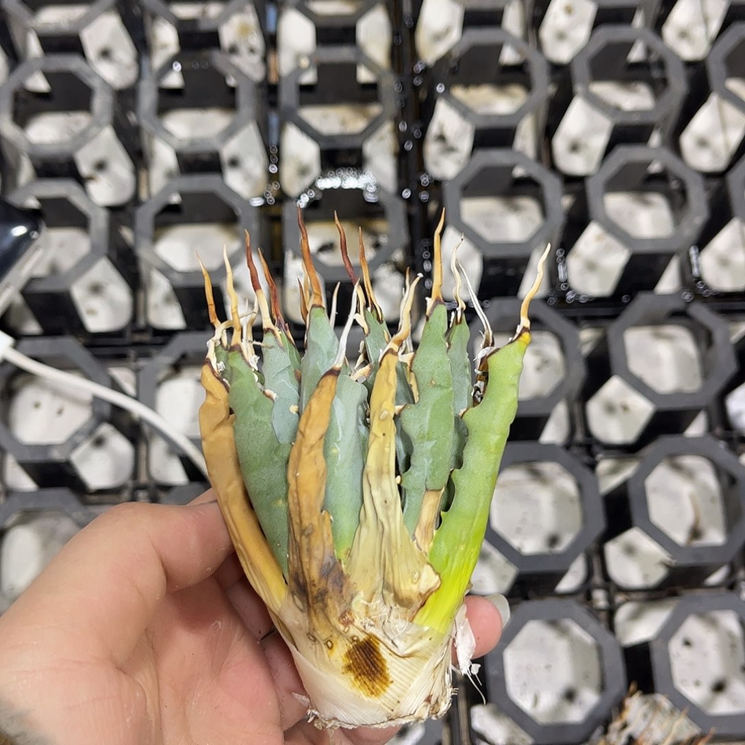 觅****生桩妖炎好养好价