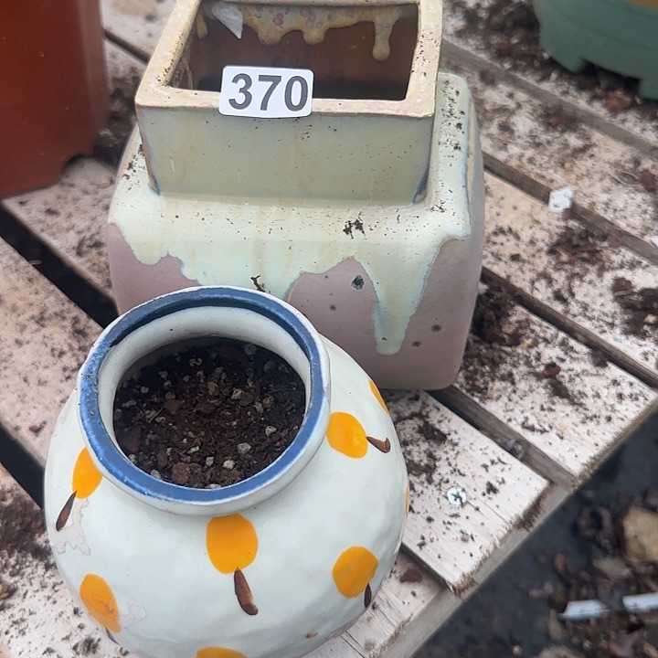 颖**凡370两个盆不售后无主头血凤脱土发货不退不换