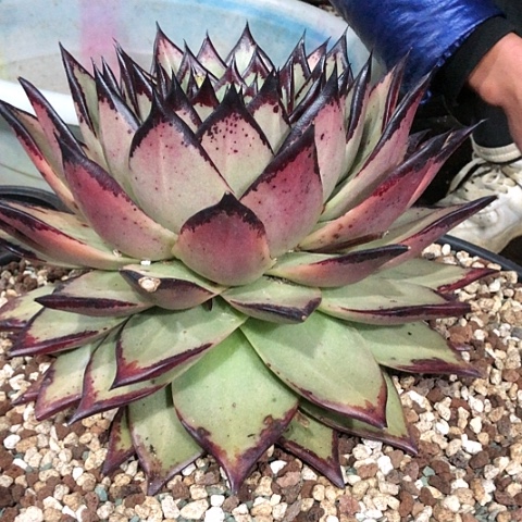 多肉植物组合盆栽