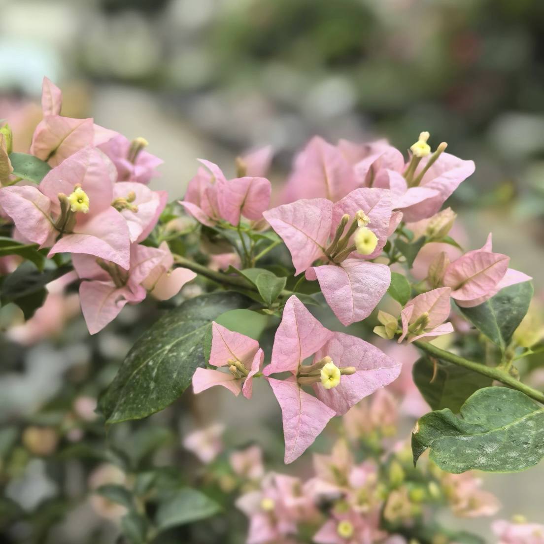 【魔法樱花】勤花品种三角梅 原盆原土带花带叶发货