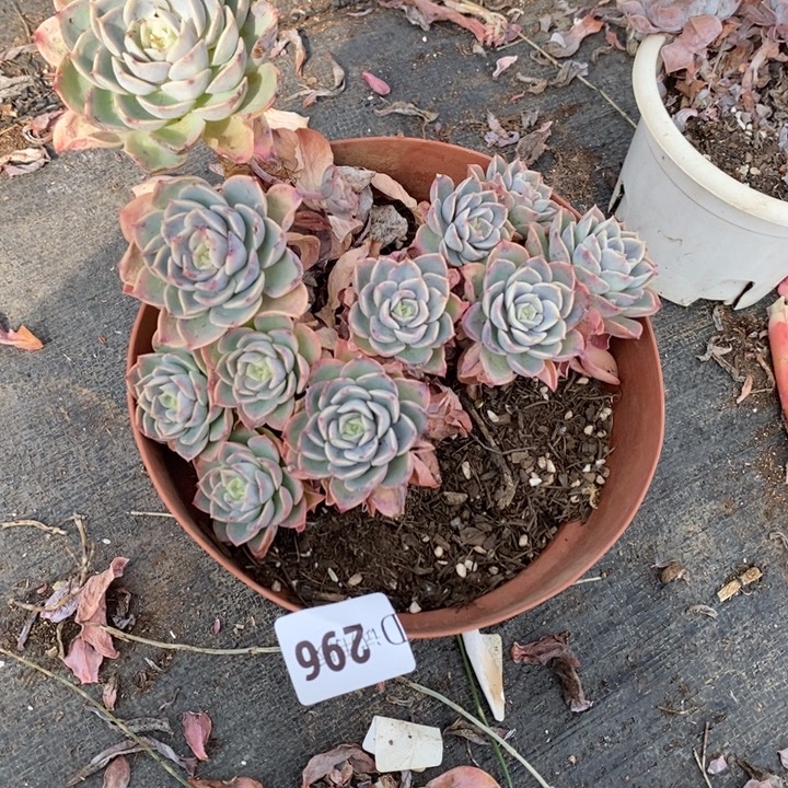 疯***子296哈密瓜多肉多肉植物