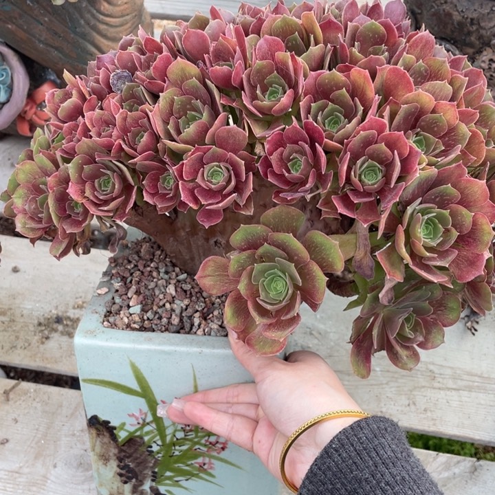 多肉的大肉都要噢哦喔