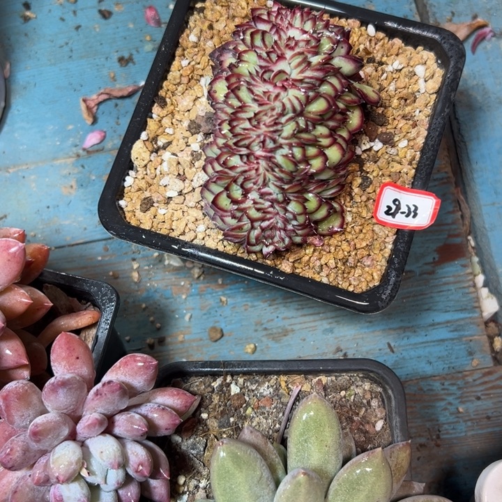 含****精品多肉植物老桩