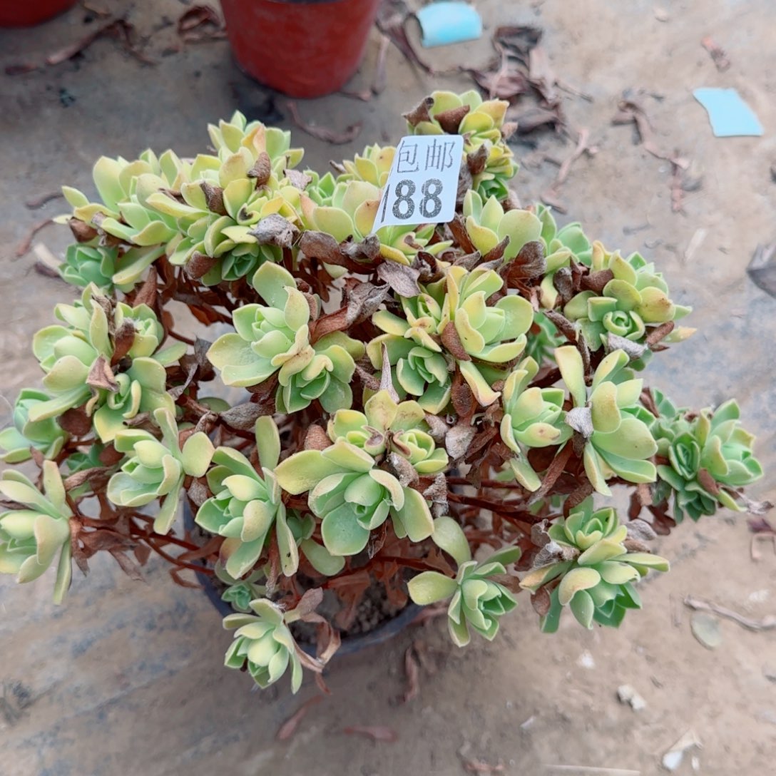 冰绒188满20满20包邮断枝不包