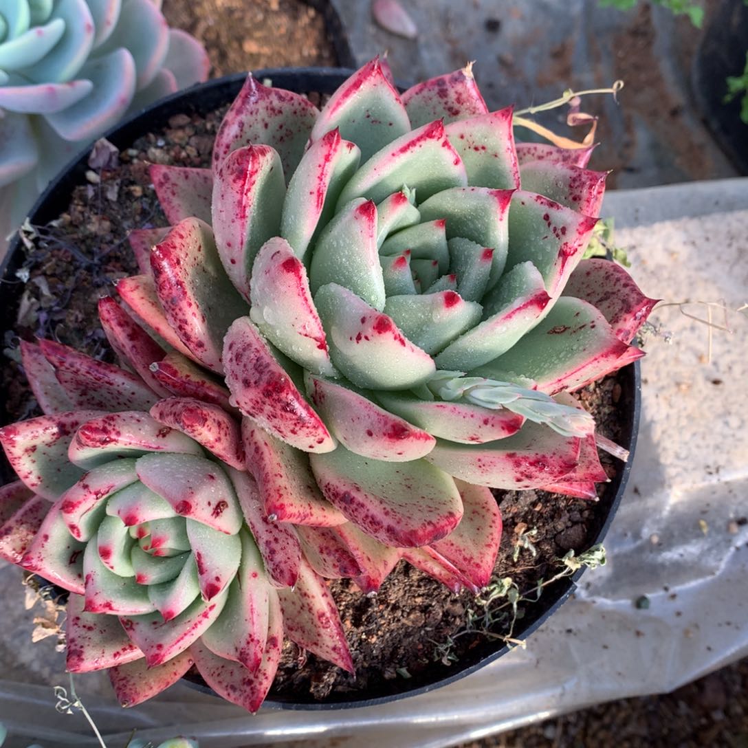 红颜密语一物一拍