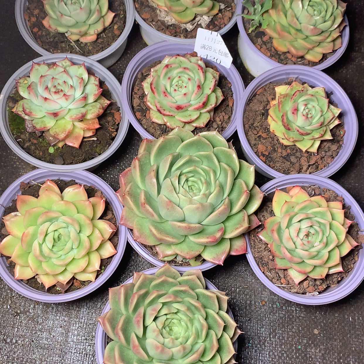 【闪购商品】云420号10颗