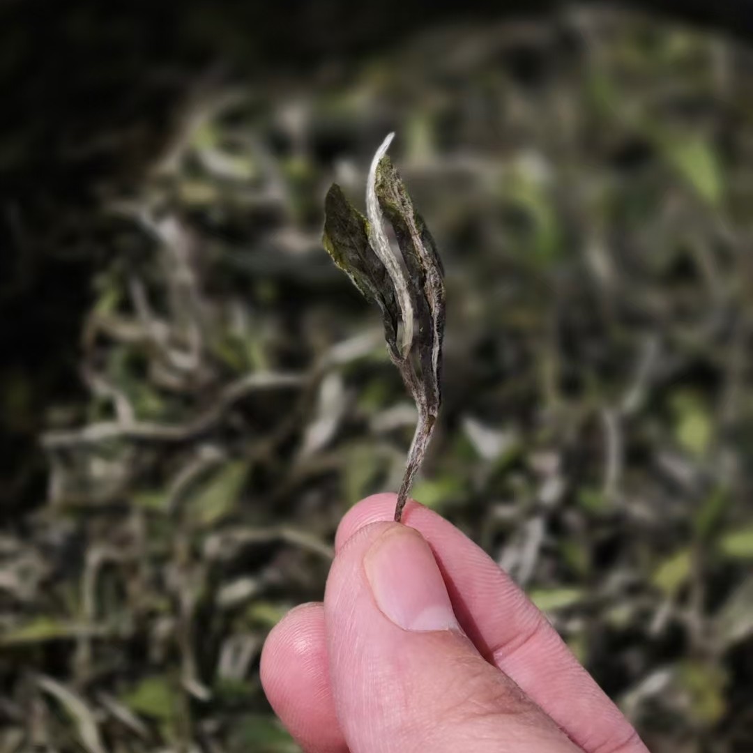 福鼎白茶2025年太姥有J二级牡丹