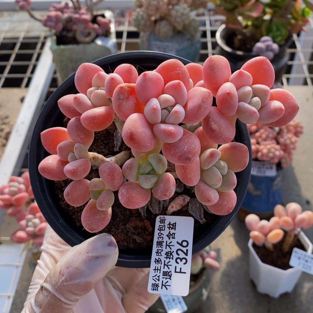 樱花洛神326/10c m