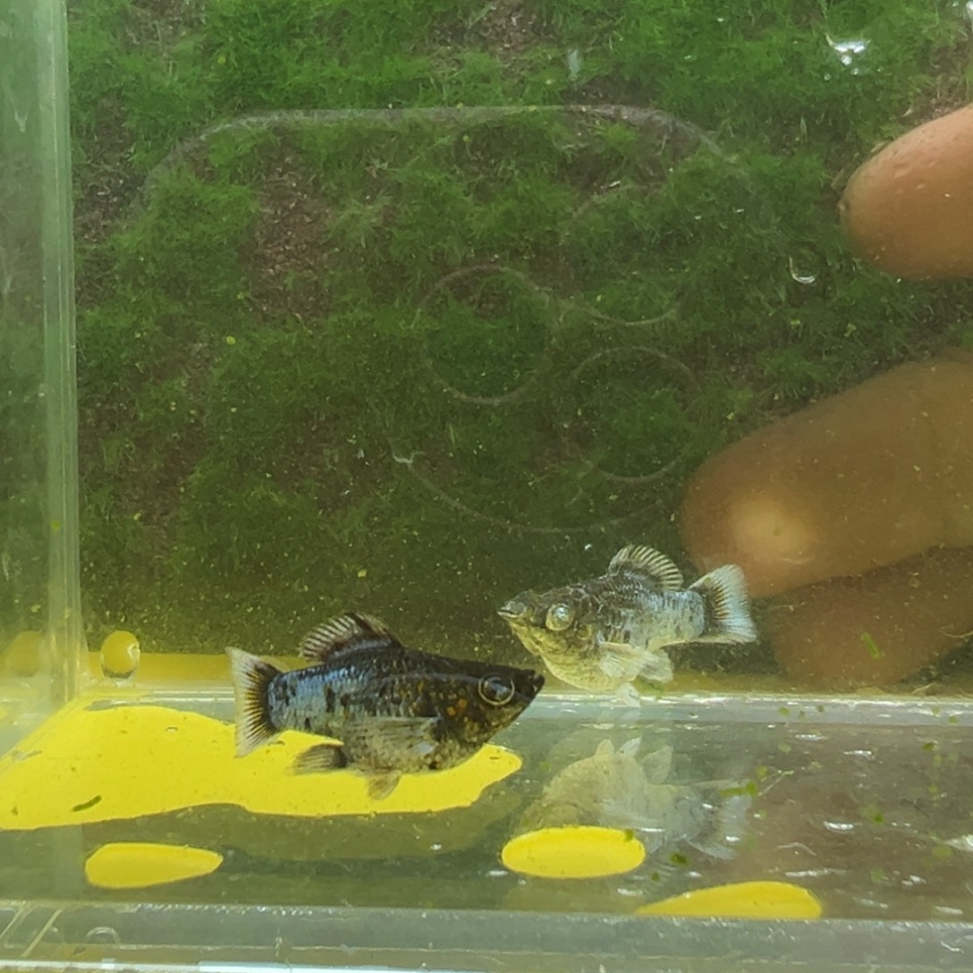 黑玛丽鱼亚成电镀一对