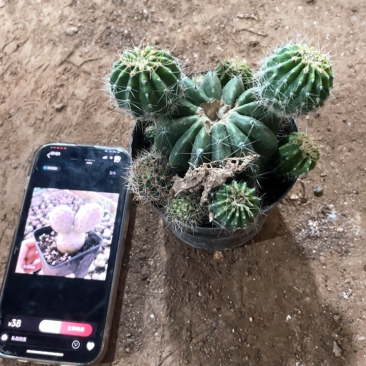 烟花自根满18包邮