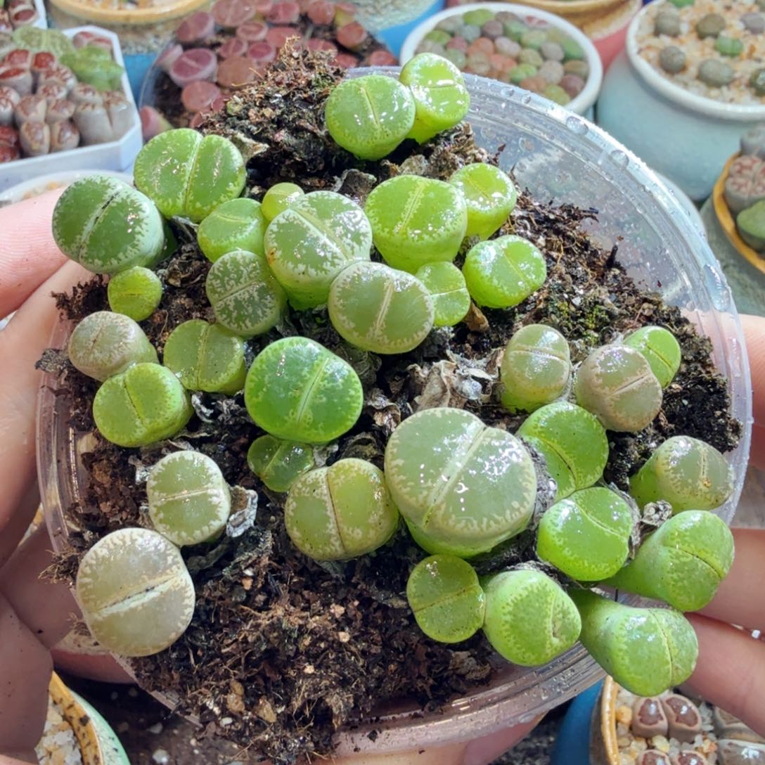 惺***宝多肉植物的生长发育和生长50