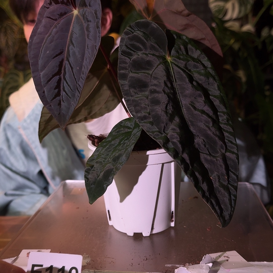 不开花植物E110黑桃杂papilg