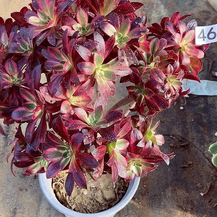 丽娜母本砍头朵朵464多肉