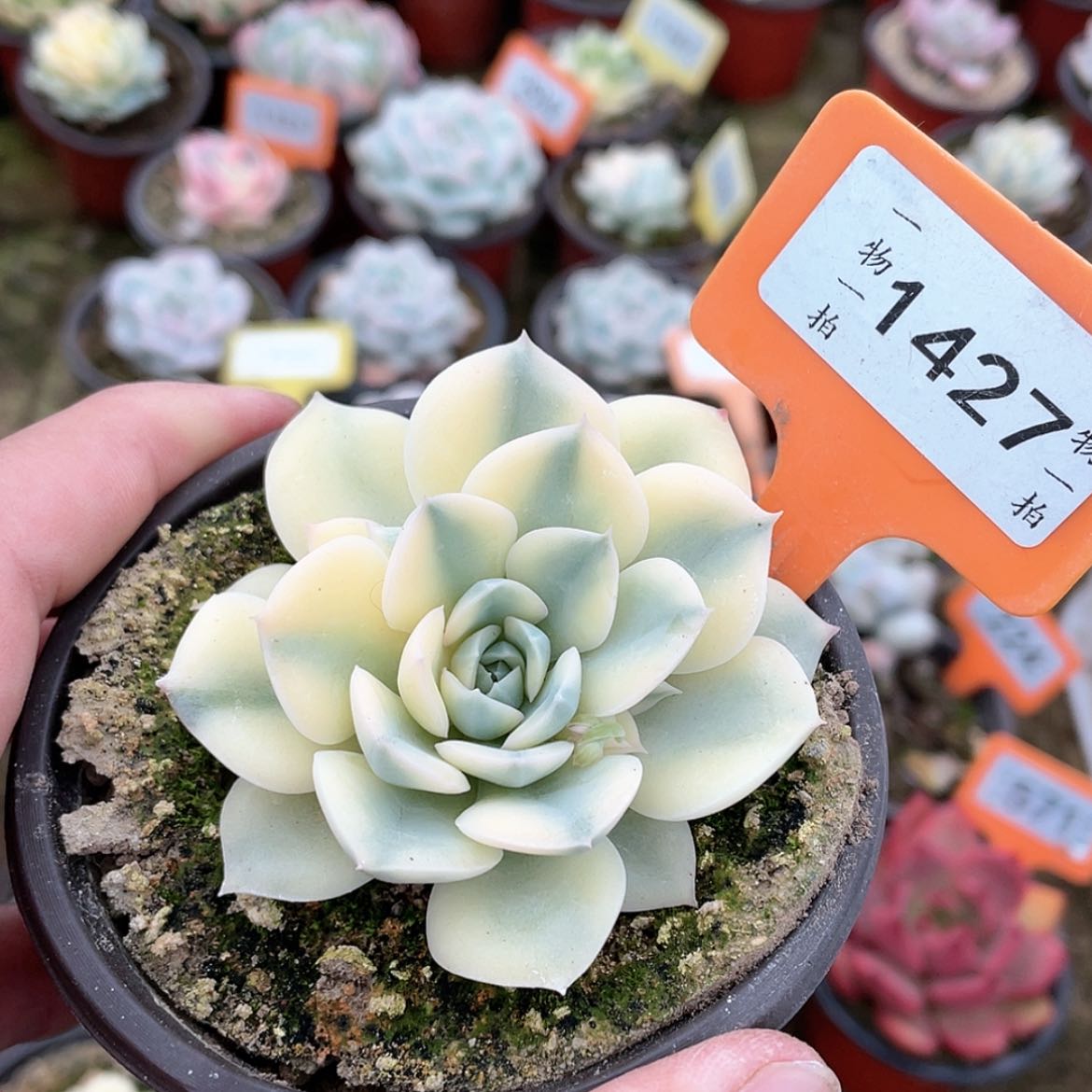 【闪购商品】1427号