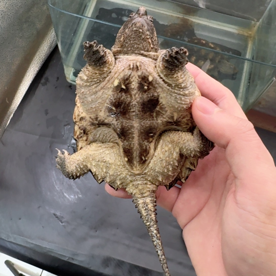 宠物龟不分公母111