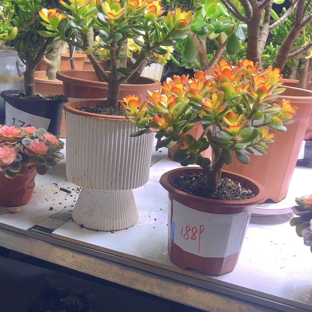 小号姬红糖果带盆带土1889