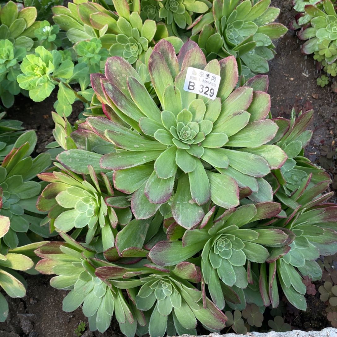 莲花座多肉法师断枝不包大量