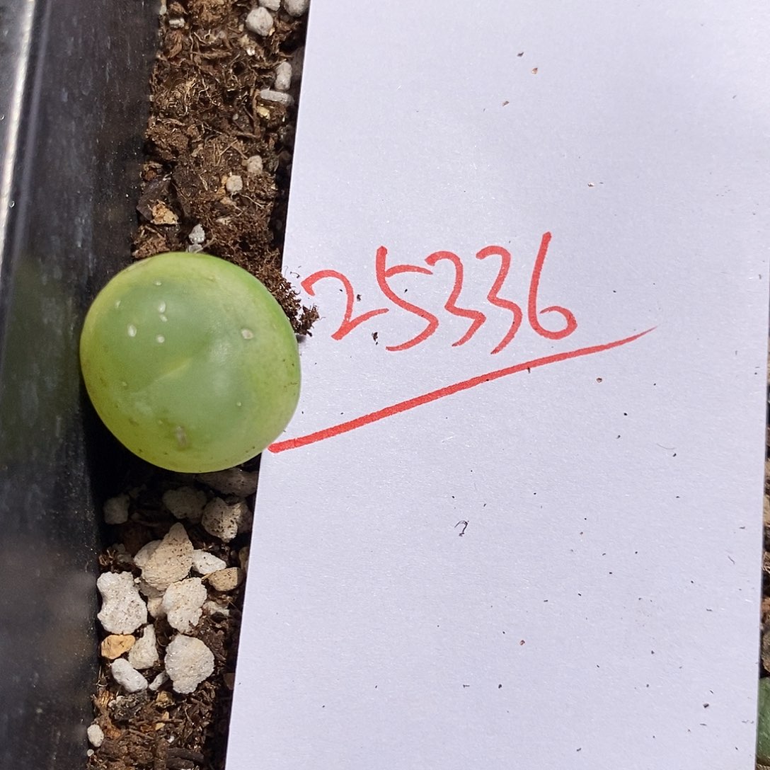 25336。  一颗拉登紫皮。 