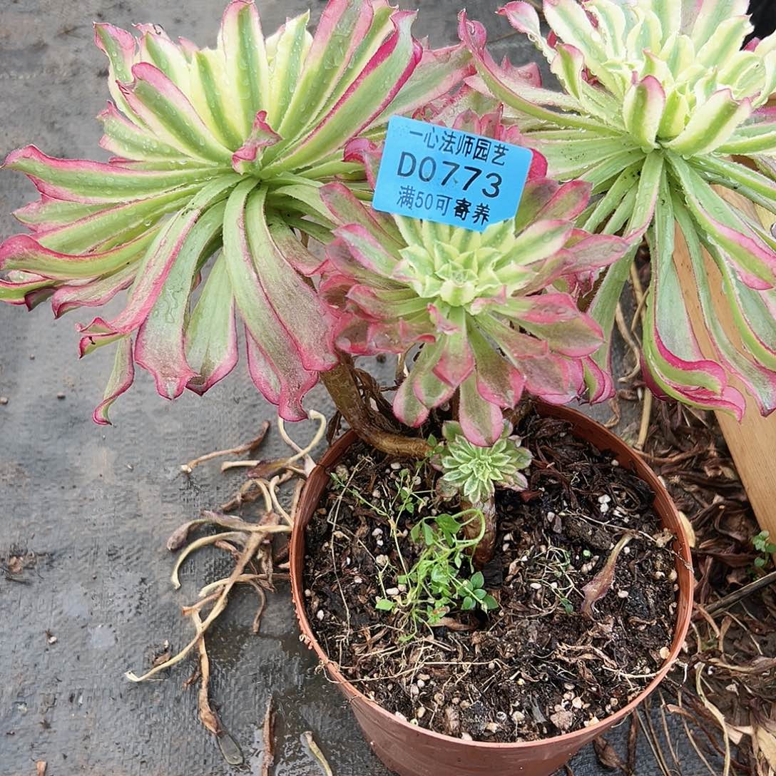 江***姐773多肉植物、不包断肢