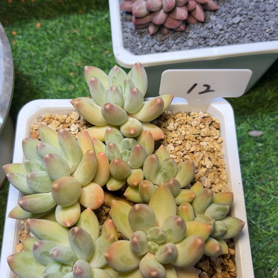 012……星，空……多头……竞拍