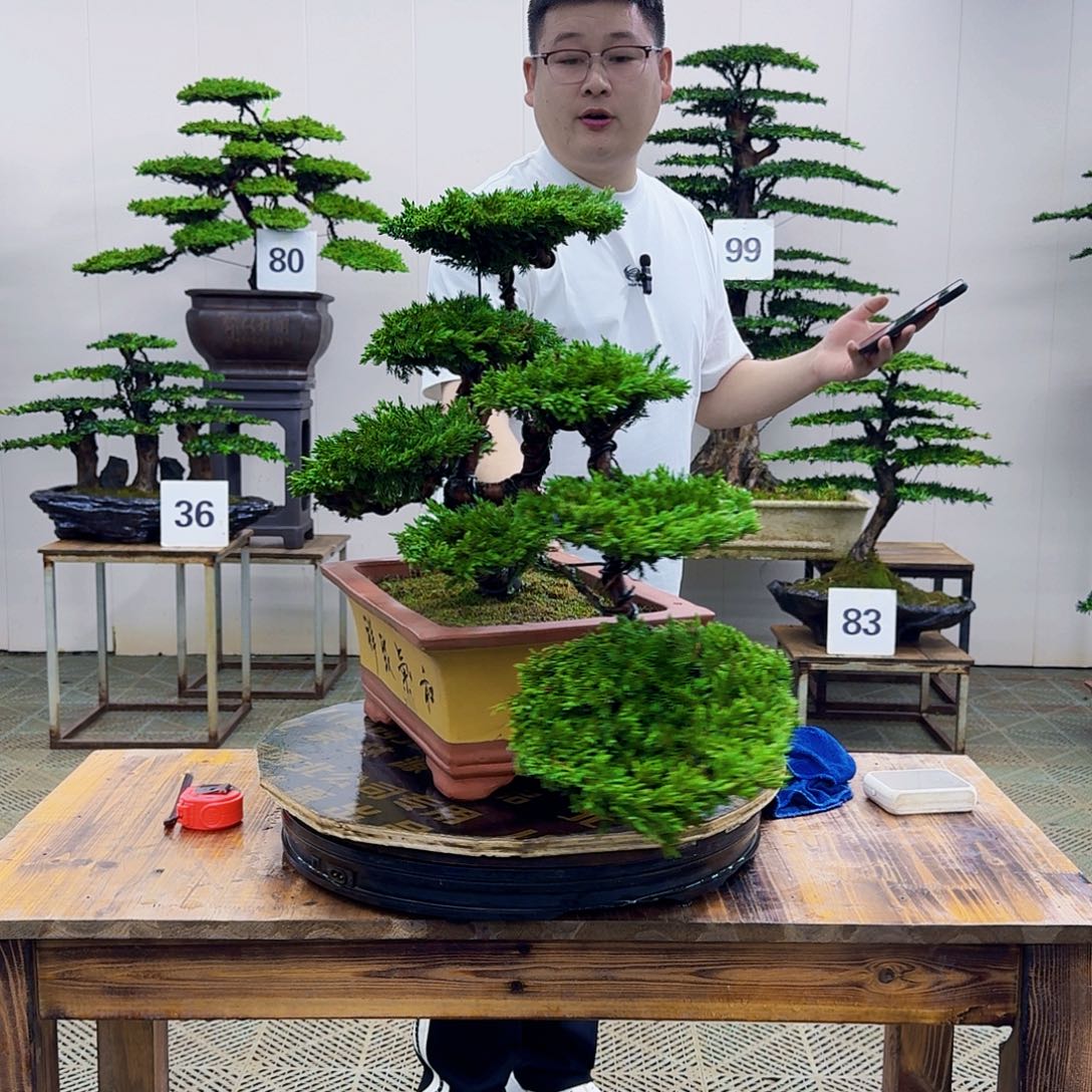 柏树造型盆景盆景