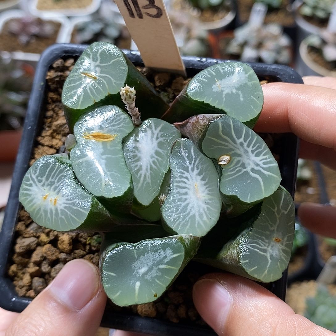 113大宝万象十二卷多肉