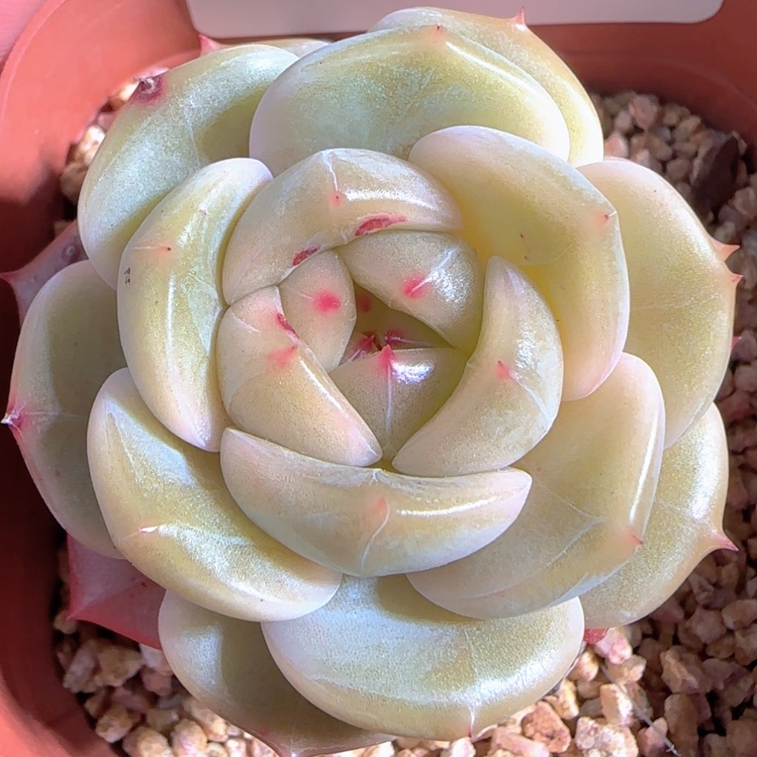 多肉1228-102珍妮珍妮