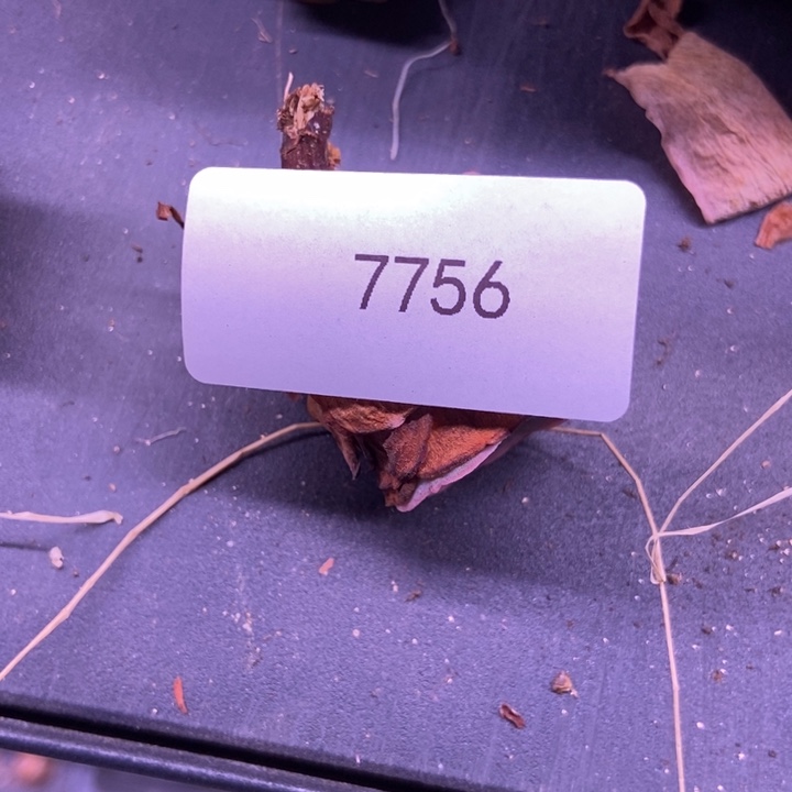 开***心7756山地玫瑰花群