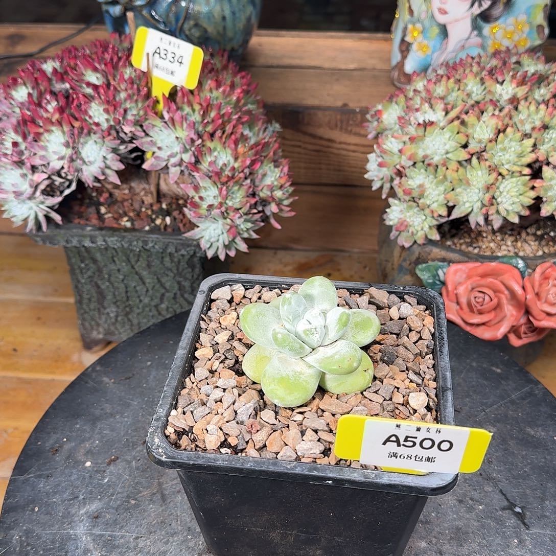 多肉植物仙女杯A500